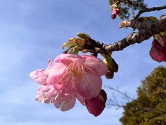 -台场海滨公园船码头