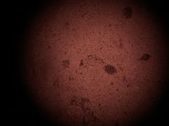 -瑞鹏宠物医院·骨科·猫科·内科(第一中心)