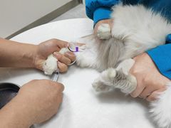 -中农国际动物医院24小时·猫科·骨科·急重症中心