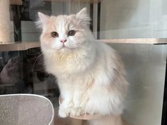 -三花喵·撸猫购宠·宠物生活馆(虹桥南丰城店)