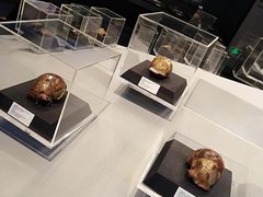 -北京周口店北京人遗址博物馆