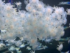 -太平洋海底世界