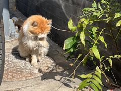 -嵩祝寺及智珠寺