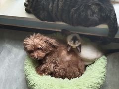 -瑞派天宁宠物医院·猫科·异宠中心