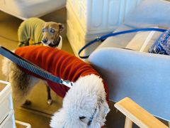 -Dinoo 片场咖啡(酒仙桥店)