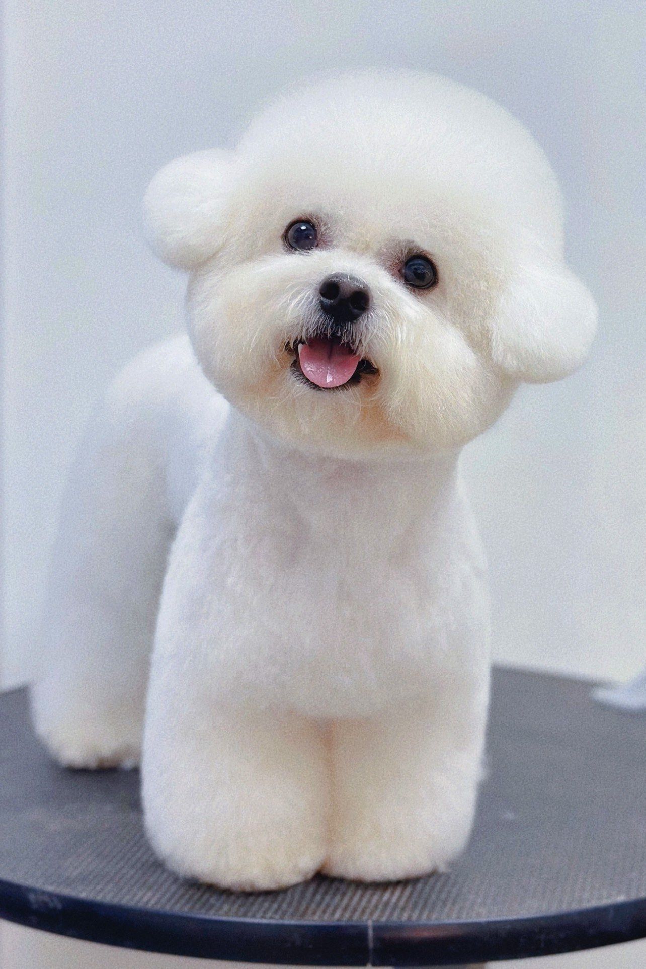 家长请认领 这都是谁家的可爱狗子