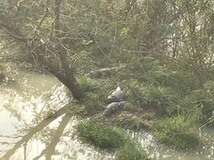-中国扬子鳄村