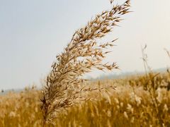 -野鸭湖国家湿地公园