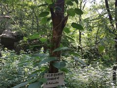 -大岭沟猕猴桃谷风景区