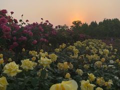 -南湖国家城市湿地公园