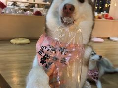 -Husky Go! 哈士奇体验馆·宠物咖啡厅狗咖