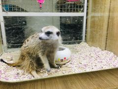 -藦茜花园宠物主题亲子互动体验馆(国顺东路店)