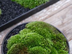 -植觉
