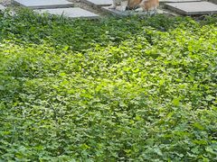 -北宅大永樱桃采摘基地(崂山总部)