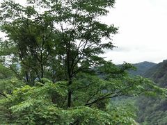 -沣峪鱼庄