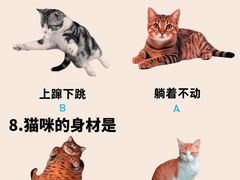 -翊宠yipet猫狗购宠庄园犬舍•猫舍