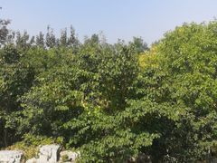 -大兴滨河森林公园