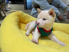 -逗柴咖啡屋·狗咖猫咖宠物桌游