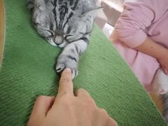 -猫和宫(六道口店)