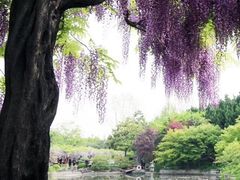 -嘉定紫藤园