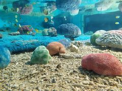 -北戴河圣蓝海洋公园