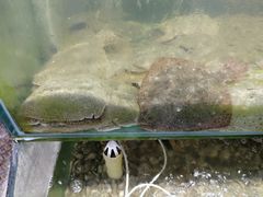-海岸风情蒸汽海鲜自助餐厅(家宴金手勺店)