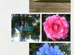 -上海鲜花港
