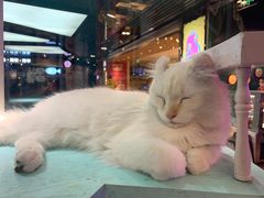 -猫小院猫主题餐厅(三里屯店)