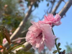 -天适樱花悠乐园