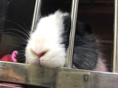 -邦泰·异宠动物医院