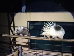 -清迈夜间动物园