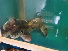 -天正河鲀·河豚亭(大连店)