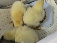 -中环花鸟鱼虫市场