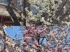 -桃花堤公园