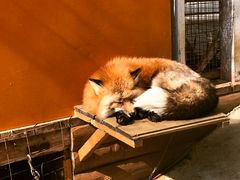 -宫城藏王狐狸村