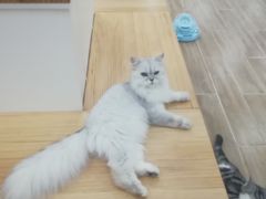 -李小姐の猫咖啡馆(五角场店)