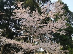 -武汉大学-樱园