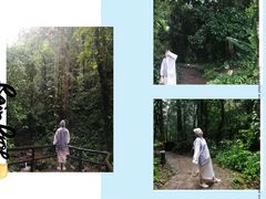-莫里热带雨林景区