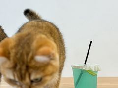 -有喵·猫咖·狗咖·30几只猫10只小狗(岗厦店)