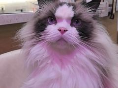 -滚猫咖啡·猫咖·猫友好撸猫(未来城店)