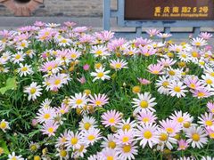 -思南公馆