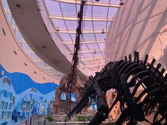 -陕西自然博物馆