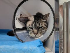 -北京派仕佳德动物医院·超导核磁·CT·神经科·骨科·内外科·急重症管理中心