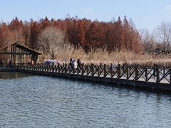 -溱湖国家湿地公园