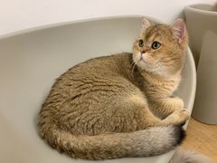 -有喵·猫咖·狗咖·30几只猫10只小狗(岗厦店)