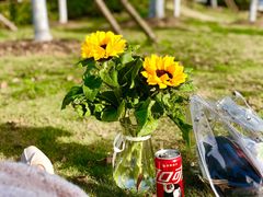 -合肥滨湖国家森林公园