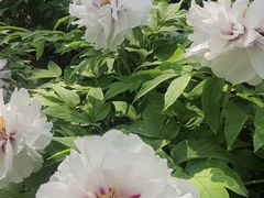 -莲花池公园