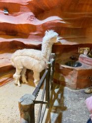 -酷嗒动物文化乐园(cutezoo西溪乐天城店)