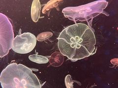-顺德南宏海立方海洋公园