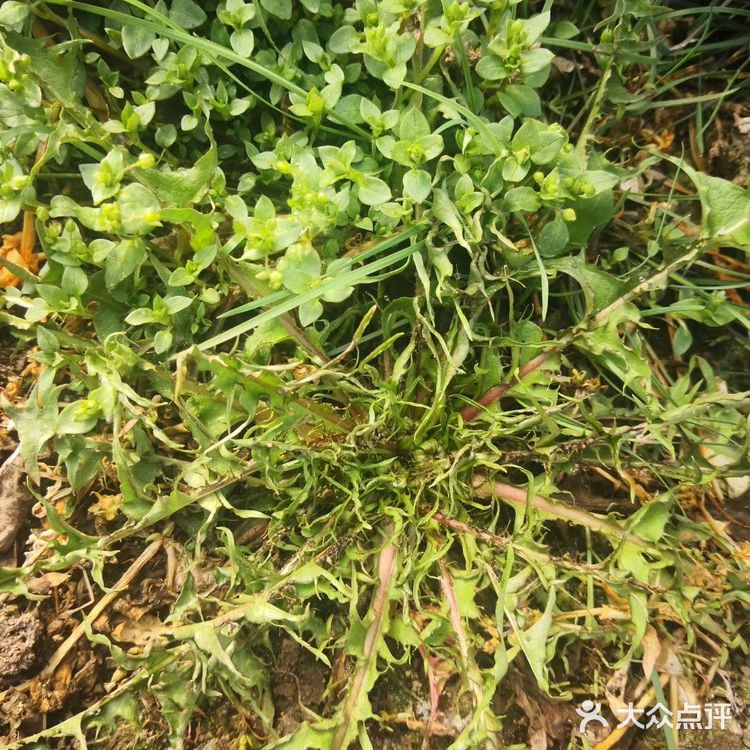 蘸酱吃 包个大包子 哈哈都好吃